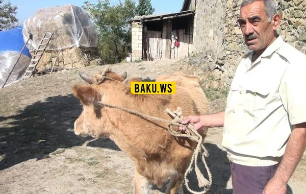 Azərbaycanın kəndlərində iribuynuzlu heyvanları kütləvi qırılır - FOTO