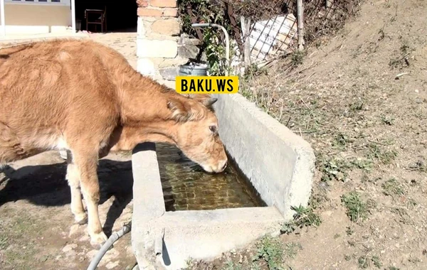 Azərbaycanın kəndlərində iribuynuzlu heyvanları kütləvi qırılır - FOTO