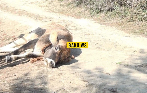 Azərbaycanın kəndlərində iribuynuzlu heyvanları kütləvi qırılır - FOTO