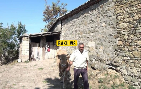 Azərbaycanın kəndlərində iribuynuzlu heyvanları kütləvi qırılır - FOTO
