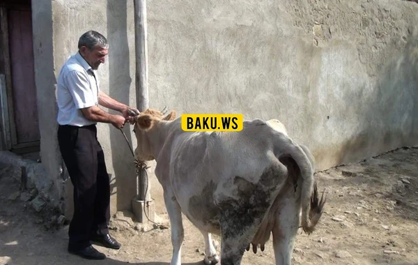 Azərbaycanın kəndlərində iribuynuzlu heyvanları kütləvi qırılır - FOTO