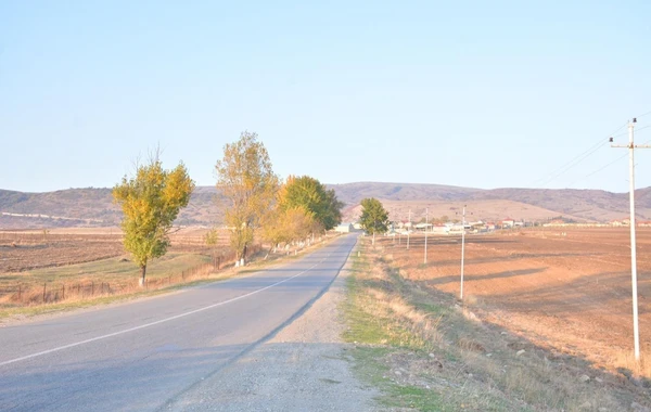 На родине Насими в Шамахы будет посажено до 50 тыс. деревьев - ФОТО