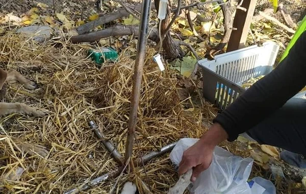 Azərbaycanda vəhşilik - Sığınacaqdakı itləri kütləvi zəhərlədilər - VİDEO