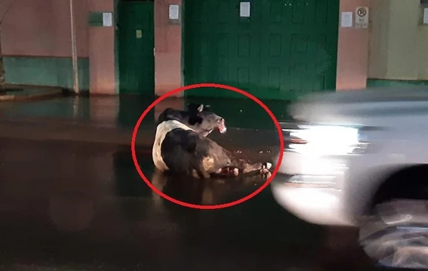 Polis Bakıda insanlara hücum edən dananı güllələdi - VİDEO