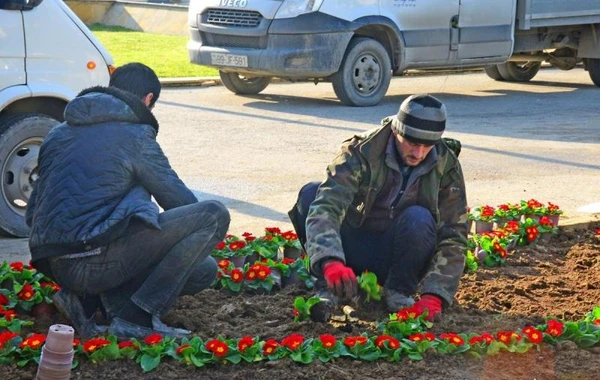 “Şəhidlər Xiyabanı”nda 20 Yanvar faciəsinin ildönümü ilə bağlı hazırlıq işləri aparılır - FOTO