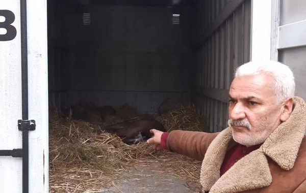 Adı “Qırmızı kitab”a düşən maralları satmaq istəyən şəxs saxlanıldı - FOTO