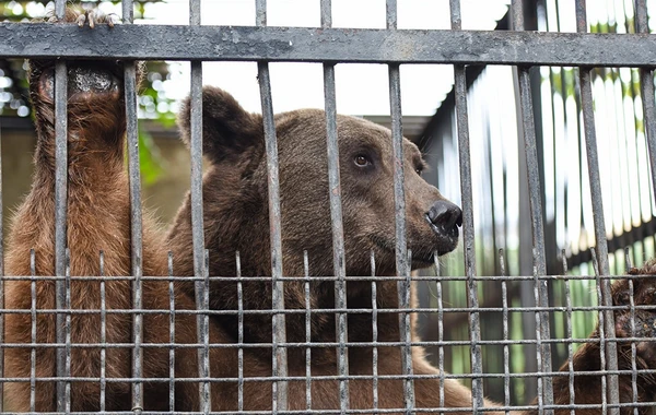 Bakı sakinlərinin çoxdan gözlədiyi XOŞ XƏBƏR - Zooparkın açılış vaxtı bilindi 
