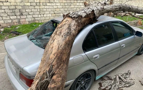 Во дворе бакинской больницы на автомобиль упало дерево - ВИДЕО