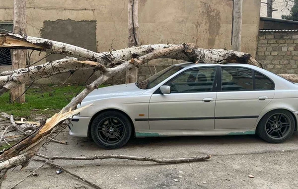 Во дворе бакинской больницы на автомобиль упало дерево - ВИДЕО