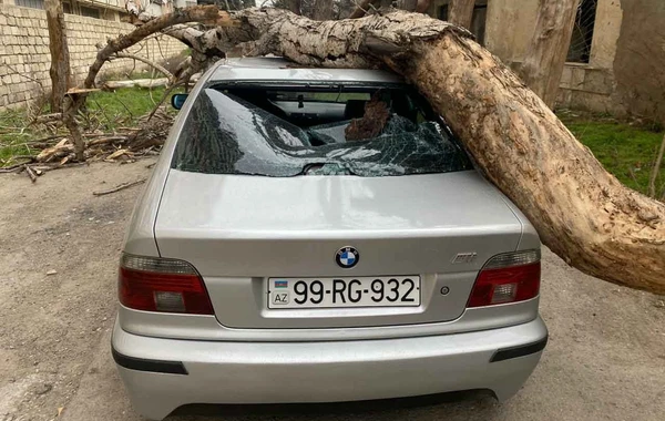 Во дворе бакинской больницы на автомобиль упало дерево - ВИДЕО