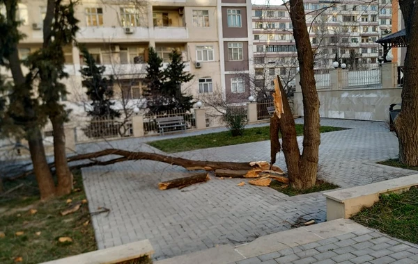 Güclü külək Bakıda ağacları aşırdı - FOTO