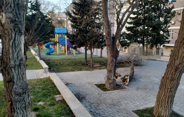 Güclü külək Bakıda ağacları aşırdı - FOTO