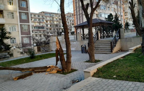 Güclü külək Bakıda ağacları aşırdı - FOTO
