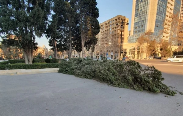 Güclü külək Bakıda ağacları aşırdı - FOTO