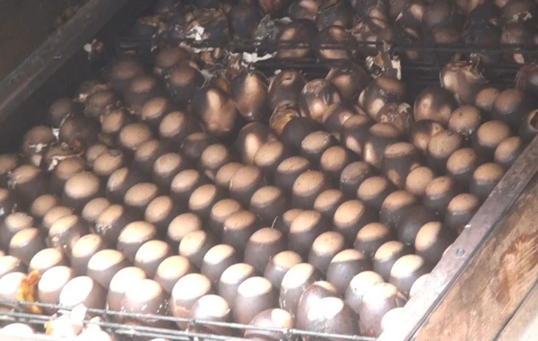 Azərbaycanda 15 min cücə, 400 bildirçin yandı - FOTO