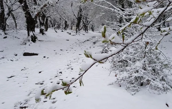 Qəbələyə 15 sm qar yağıb - FOTO