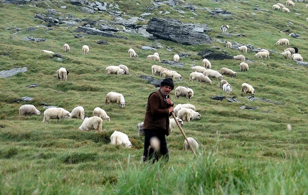 Azərbaycanda fermer tibb məntəqəsini çobanlarının yaşayış yerinə çevirdi - RƏSMİ AÇIQLAMA