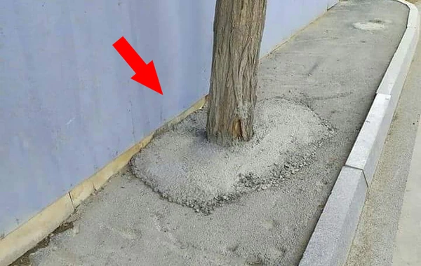 Bakıda ağacın dibini betonlayan tikinti şirkəti cəzalandırıldı