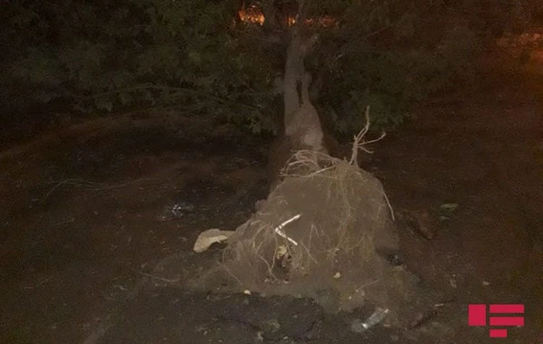 Külək Mingəçevirdə fəsadlara yol açıb - FOTO