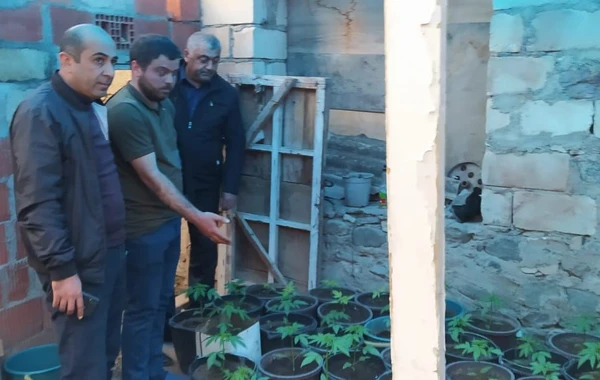 Evində narkotik yetişdirdi, ələ keçdi - FOTO