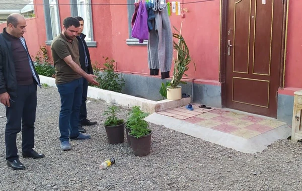 Evində narkotik yetişdirdi, ələ keçdi - FOTO