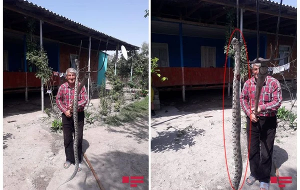 Ucarda nəhəng gürzə ilanı öldürülüb