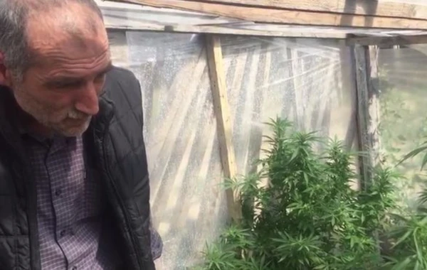 Maştağada istixanada marixuana əkən şəxs tutuldu - FOTO