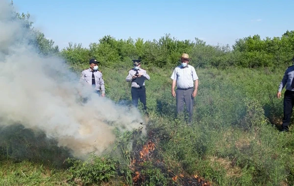 Azərbaycanda narkotik bitki plantasiyası aşkarlandı - FOTO