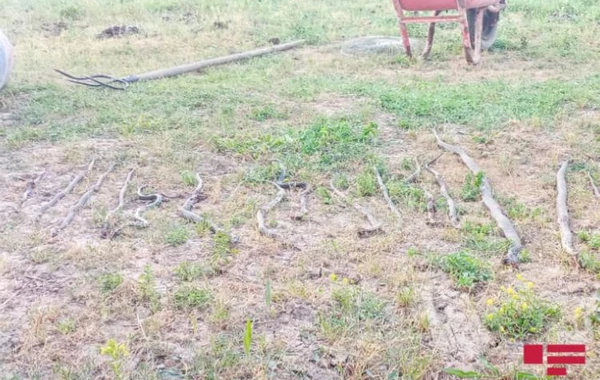 Azərbaycanda kəndə ilanlar hücum etdi - ŞOK GÖRÜNTÜLƏR