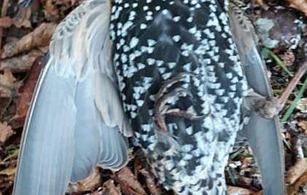 В Голландии тестировали 5G - сотни птиц погибли сразу же! Что это было? - ФОТО