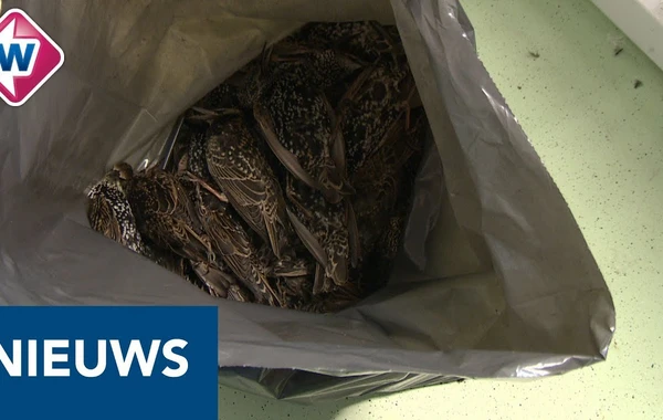 В Голландии тестировали 5G - сотни птиц погибли сразу же! Что это было? - ФОТО