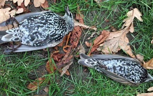 В Голландии тестировали 5G - сотни птиц погибли сразу же! Что это было? - ФОТО