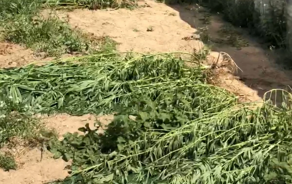 Bakı sakini 42 kq marixuana ilə tutuldu - FOTO