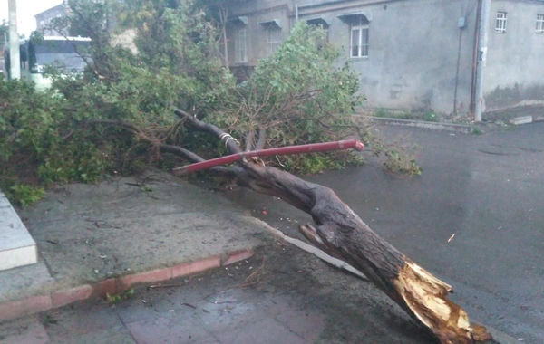 Güclü külək Qərb bölgəsində fəsadlara yol açdı - FOTO