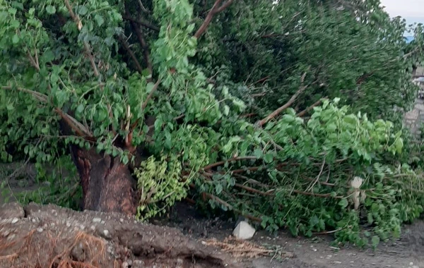Şəmkirdə güclü külək 40 evə ziyan vurdu - FOTO