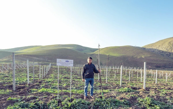 Bu il daha 250 aztəminatlı ailə üçün bağ salınacaq - FOTO