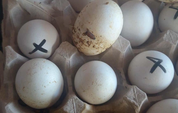 "Yumurta Kamil" saxlanıldı - FOTO