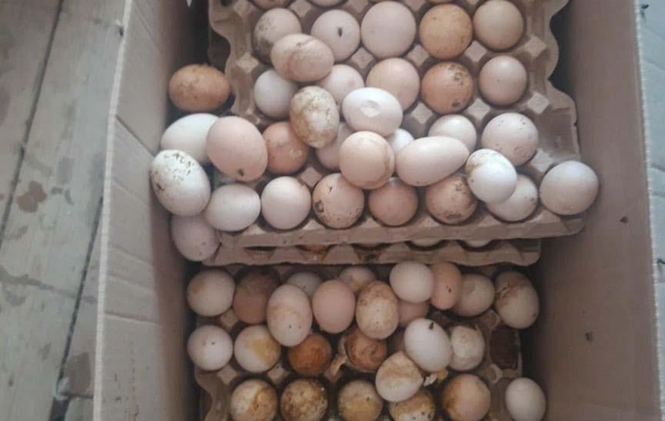 "Yumurta Kamil" saxlanıldı - FOTO