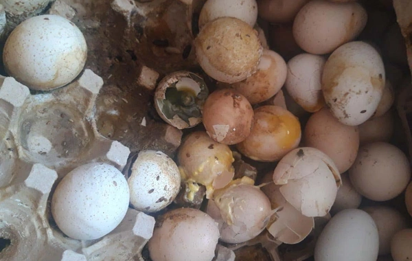 "Yumurta Kamil" saxlanıldı - FOTO
