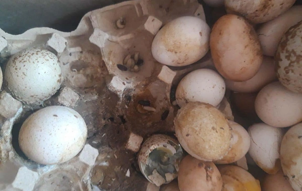 "Yumurta Kamil" saxlanıldı - FOTO