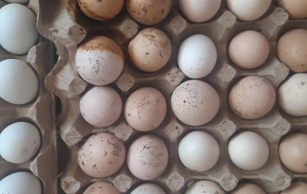 "Yumurta Kamil" saxlanıldı - FOTO