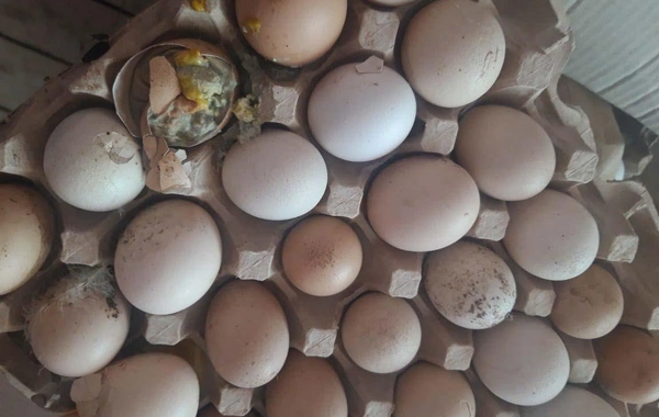 "Yumurta Kamil" saxlanıldı - FOTO
