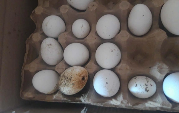 "Yumurta Kamil" saxlanıldı - FOTO