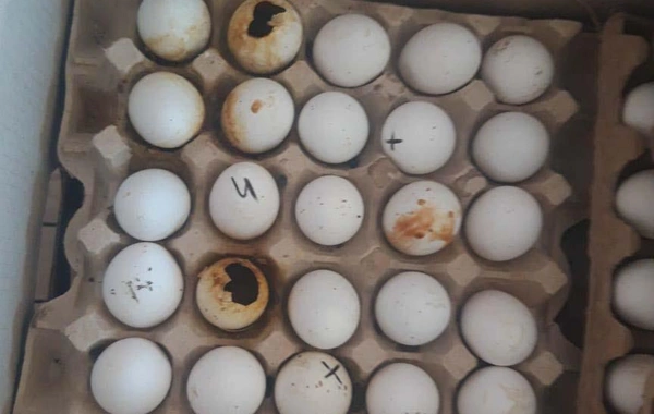 "Yumurta Kamil" saxlanıldı - FOTO