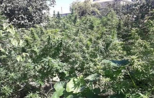 Житель Евлаха задержан за выращивание конопли - ФОТО