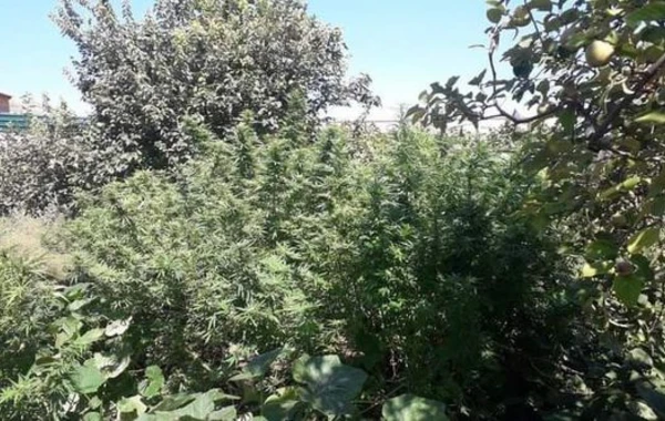Житель Евлаха задержан за выращивание конопли - ФОТО