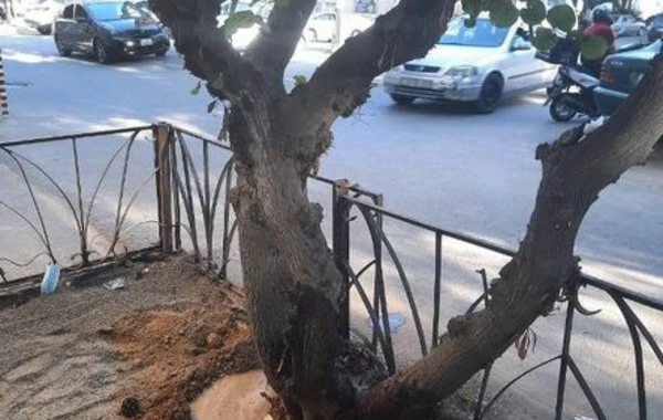 Bakı Şəhər İcra Hakimiyyətindən dibi betonlanmış ağaclarla bağlı AÇIQLAMA - FOTO
