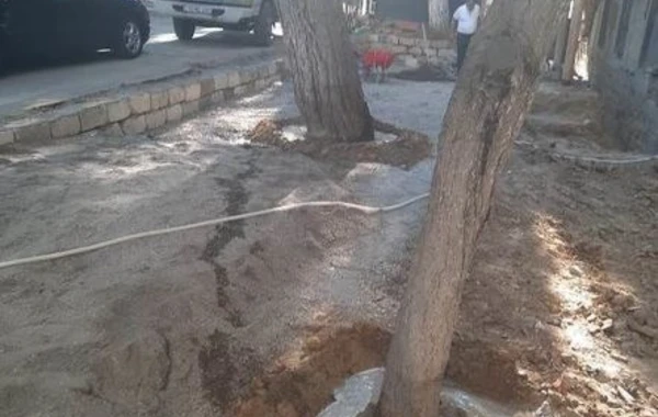 Bakı Şəhər İcra Hakimiyyətindən dibi betonlanmış ağaclarla bağlı AÇIQLAMA - FOTO