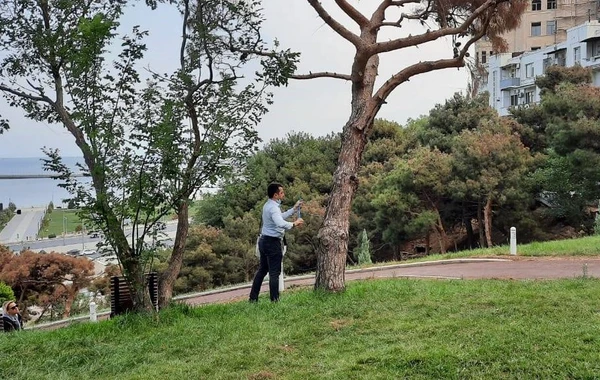Bakıda qəribə hadisə - ağaclar qəfil qurumağa başladı - VİDEO, FOTO