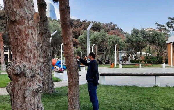 Bakıda qəribə hadisə - ağaclar qəfil qurumağa başladı - VİDEO, FOTO